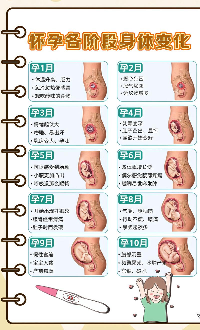 揭秘供卵代孕妈妈怀孕小腹分两节，孕期变化的奥秘密云代生机构: